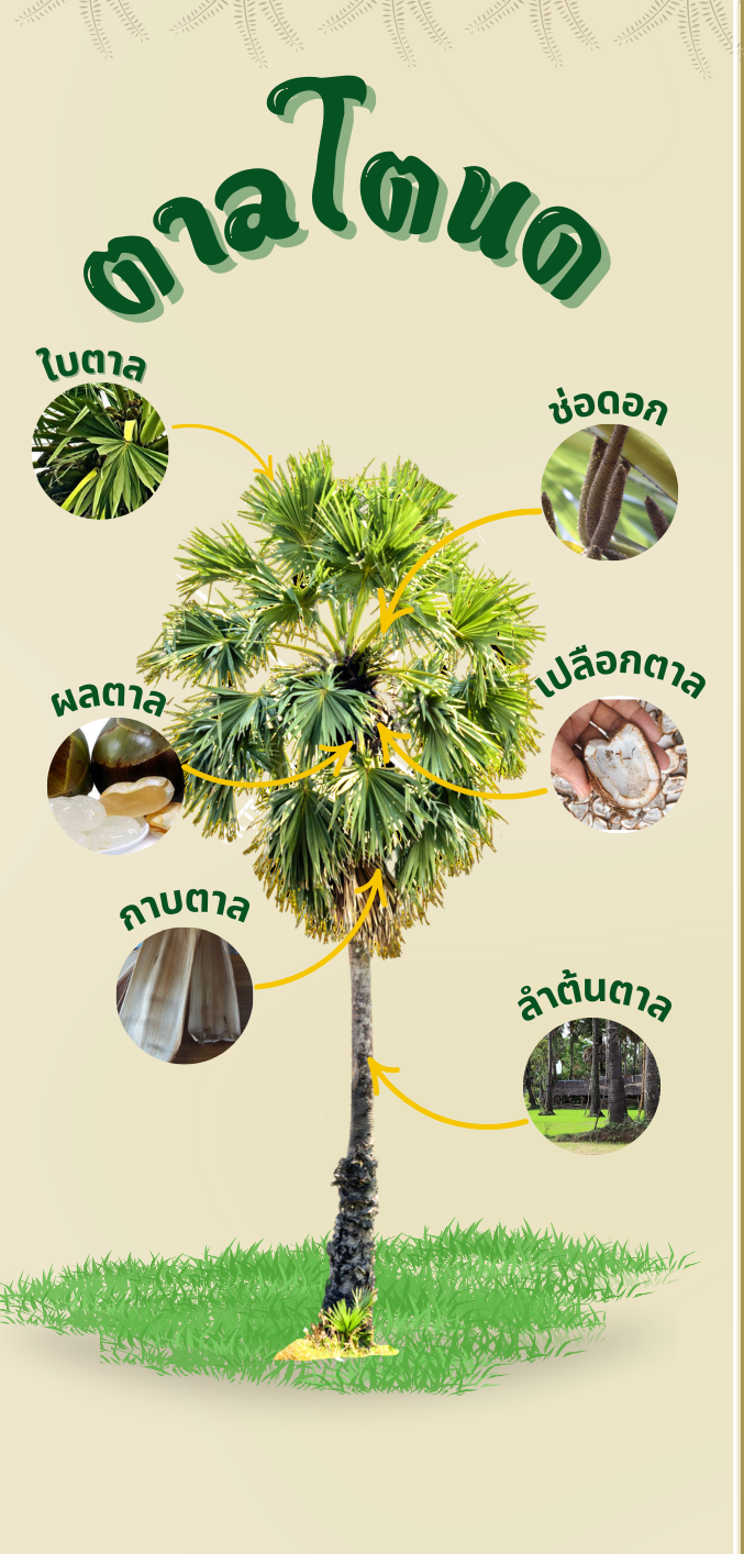 ภาพต้นตาลโตนด