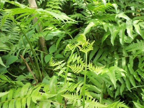 ความหลากหลาย 1