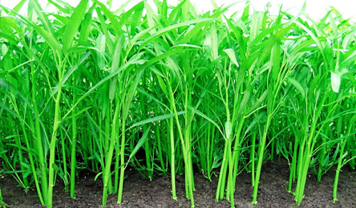 ความหลากหลาย 2