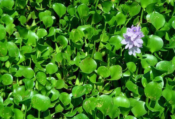 ความหลากหลาย 3