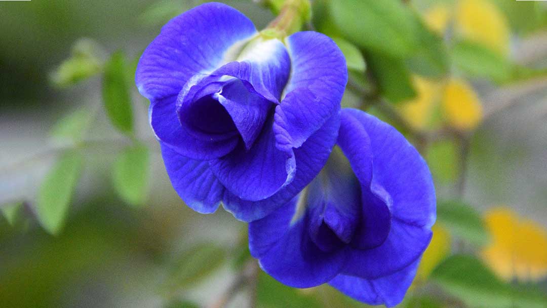 ความหลากหลาย 2