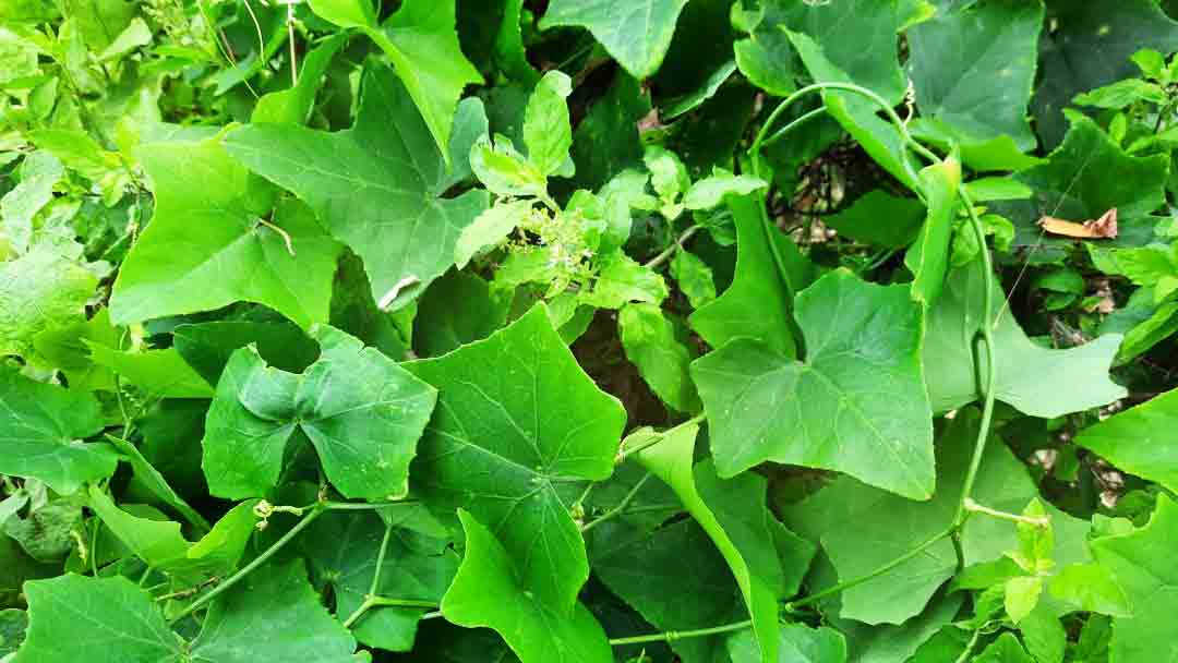 ความหลากหลาย 3