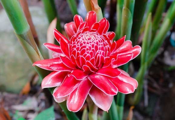 ความหลากหลาย 1