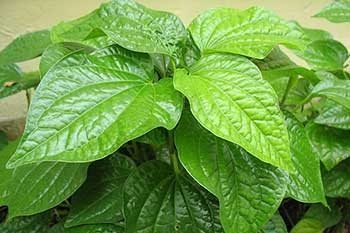 ความหลากหลาย 2