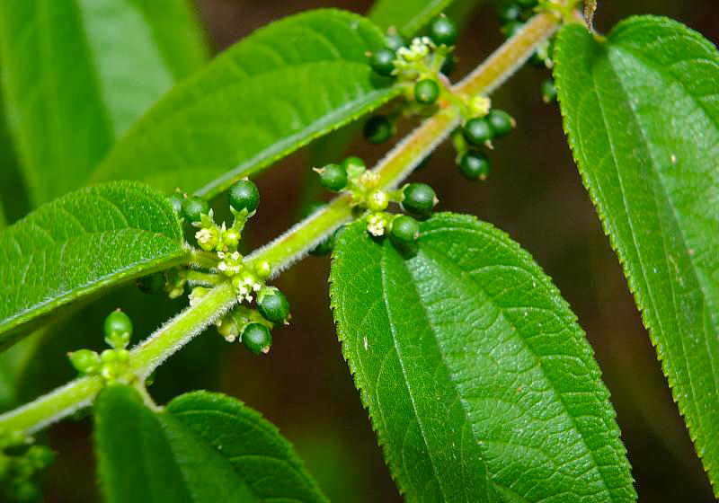 ความหลากหลาย 1