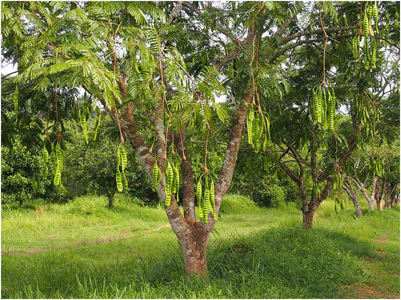 ความหลากหลาย 1