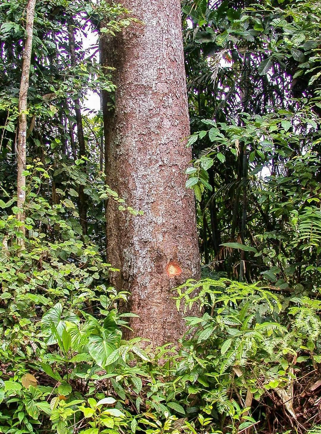 ความหลากหลาย 2