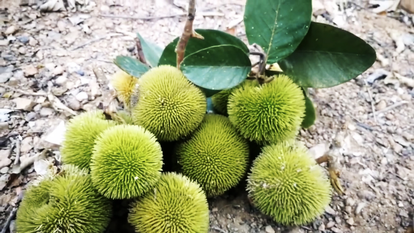 ความหลากหลาย 3