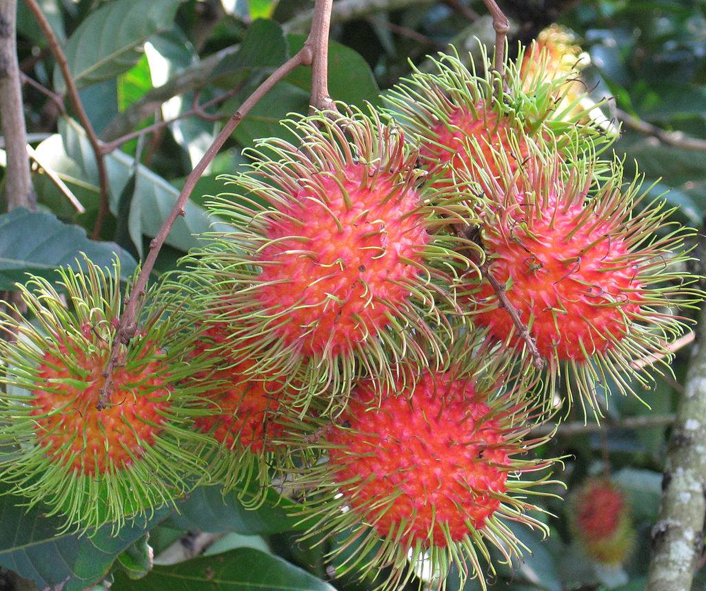 ความหลากหลาย 2