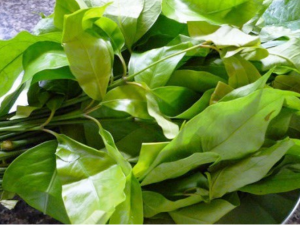 ความหลากหลาย 1