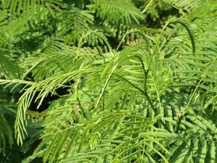 ความหลากหลาย 3