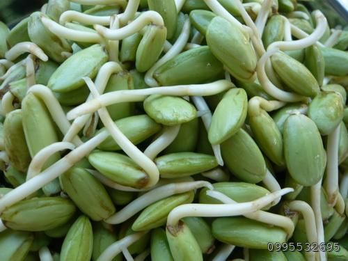 ข้อดีของสวนสมรม 1