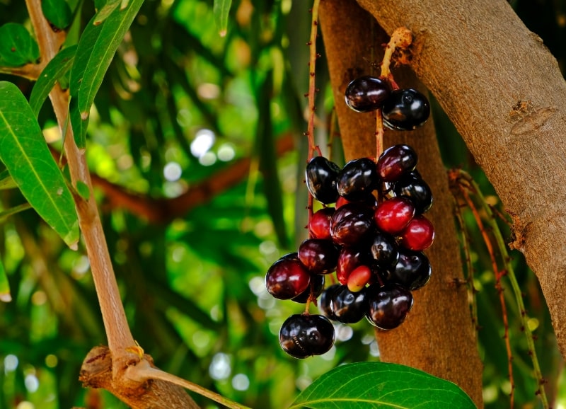 ข้อดีของสวนสมรม 4